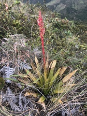 Tillandsioideae