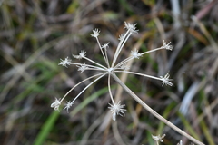 Peucedanum japonicum