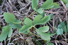 Peucedanum japonicum