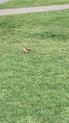 Turdus falcklandii
