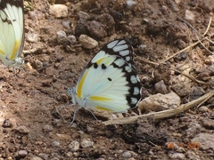 Belenois creona