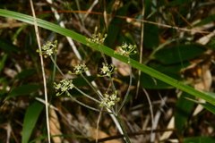 Pimpinella niitakayamensis