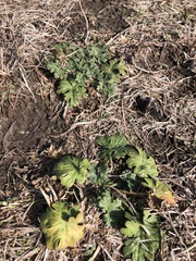 Callirhoe involucrata