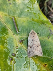 Agrochola blidaensis