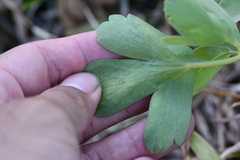 Peucedanum japonicum