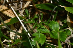 Pimpinella niitakayamensis