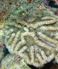 Mycetophyllia