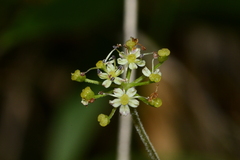 Pimpinella niitakayamensis