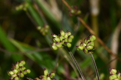 Pimpinella niitakayamensis