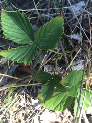 Rubus setosus