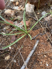 Ledebouria apertiflora