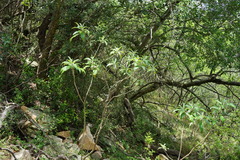 Solanum giganteum