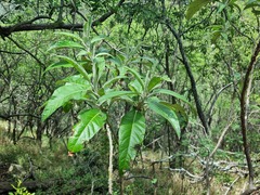 Solanum giganteum
