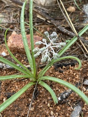 Ledebouria apertiflora