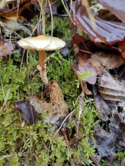 Fungi