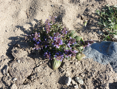 Dracocephalum nutans