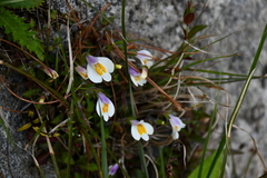 Mazus alpinus