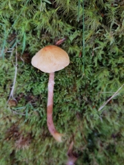 Fungi