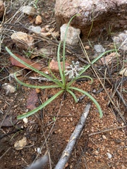 Ledebouria apertiflora