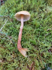 Fungi