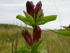 Gentiana purpurea