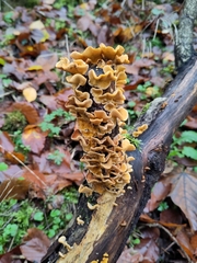 Fungi