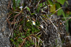 Mazus alpinus