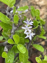 Ehretia obtusifolia
