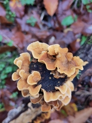 Fungi