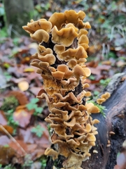 Fungi