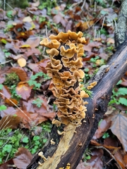 Fungi