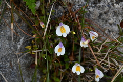 Mazus alpinus