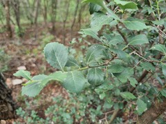 Maytenus undata