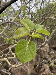 Ficus abutilifolia