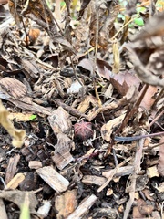 Endodeca serpentaria