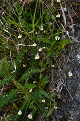 Mazus alpinus