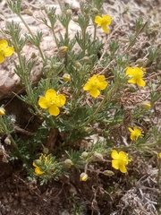 Scoparia montevidensis