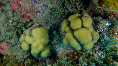 Madracis decactis