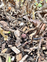 Endodeca serpentaria