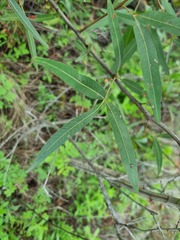 Searsia lancea