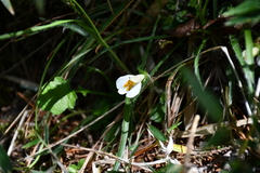 Mazus alpinus
