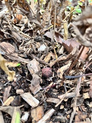 Endodeca serpentaria