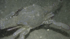 Achelous xantusii