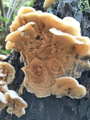 Merulius tremellosus