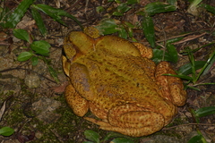 Rhinella icterica