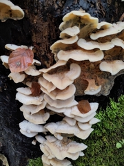 Merulius tremellosus