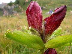 Gentiana purpurea