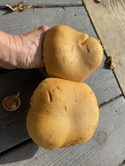Gymnopilus junonius