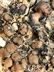 Placidium squamulosum