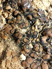 Placidium squamulosum